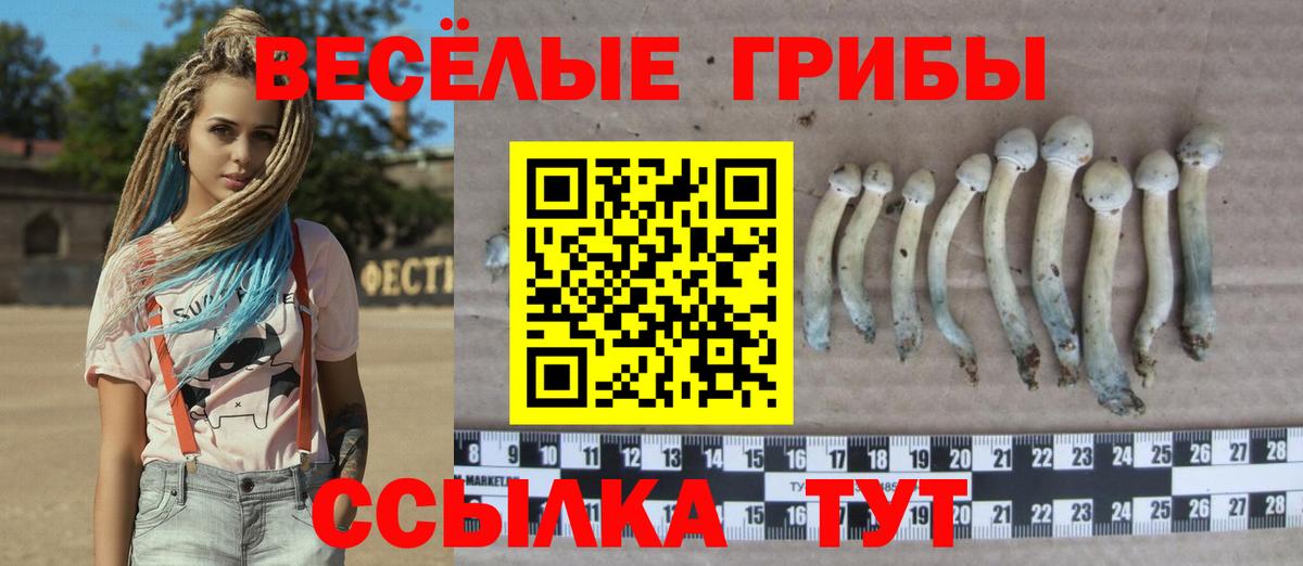 Галлюциногенные грибы Cubensis Сухой Лог